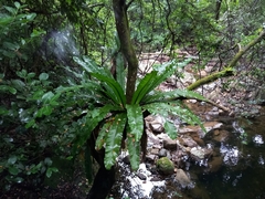 Asplenium australasicum