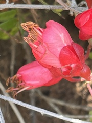 Schotia afra afra