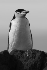 Pygoscelis antarcticus