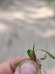 Echinochloa crus-galli