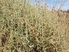 Sclerolaena muricata
