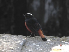 Phoenicurus leucocephalus