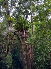 Asplenium australasicum