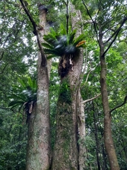 Asplenium australasicum