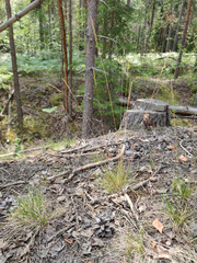 Festuca trachyphylla