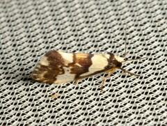 Philenora irregularis