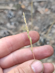 Festuca trachyphylla