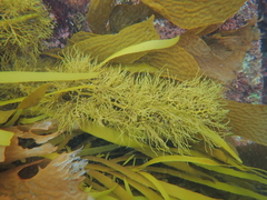 Cystophora subfarcinata