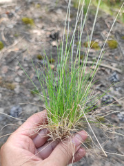 Festuca trachyphylla