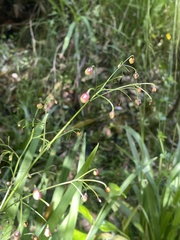 Dianella nigra