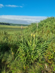 Kniphofia albomontana