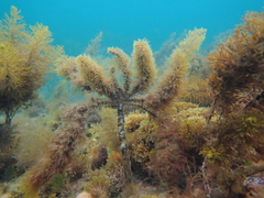 Phyllotricha decipiens