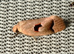Acanthodela erythrosema
