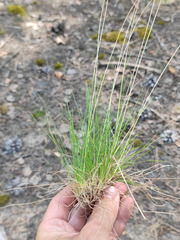 Festuca trachyphylla