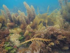 Phyllotricha verruculosa