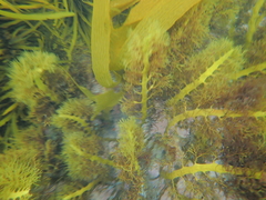 Cystophora moniliformis