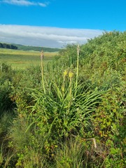 Kniphofia albomontana