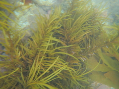 Phyllospora comosa