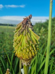 Kniphofia albomontana