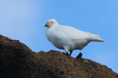 Chionis albus
