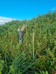 Kniphofia albomontana