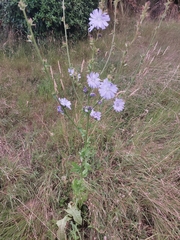 Cichorium