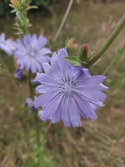 Cichorium