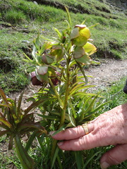 Helleborus