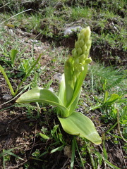 Orchis pallens
