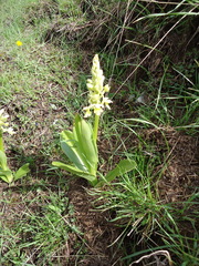 Orchis pallens