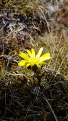 Ranunculus verticillatus
