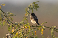 Saxicola maurus