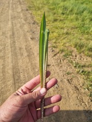 Ledebouria floribunda