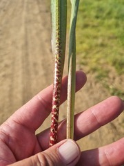 Ledebouria floribunda