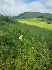 Zantedeschia albomaculata