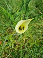 Zantedeschia albomaculata