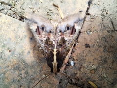 Sphingomorpha chlorea