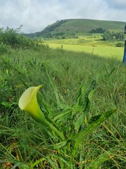 Zantedeschia albomaculata