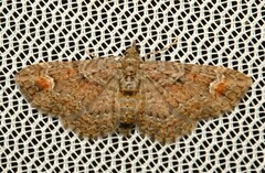 Pasiphilodes testulata