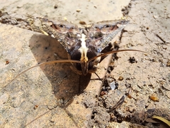 Sphingomorpha chlorea