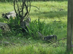 Zantedeschia albomaculata