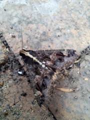 Sphingomorpha chlorea