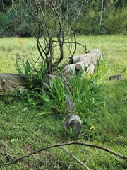Zantedeschia albomaculata