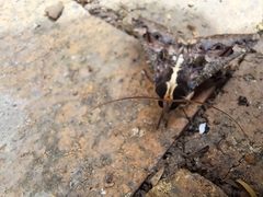 Sphingomorpha chlorea