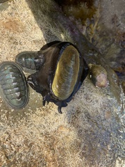 Scutus antipodes