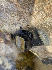 Scutus antipodes