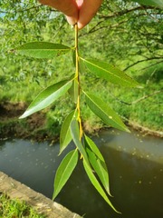 Salix mucronata woodii
