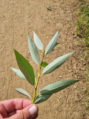 Salix mucronata woodii