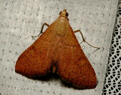 Endotricha pyrosalis