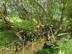 Salix mucronata woodii